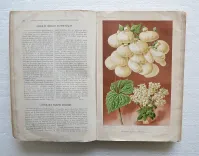 Revue horticole – Journal d’horticulture pratique, fondé en 1829 par les auteurs du Bon Jardinier. (5/12) — Revue horticole – 1886, 1829 — Botanique