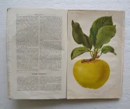 Revue horticole – Journal d’horticulture pratique, fondé en 1829 par les auteurs du Bon Jardinier. (5/12) — Revue horticole – 1881, 1829 — Botanique