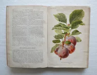 Revue horticole – Journal d’horticulture pratique, fondé en 1829 par les auteurs du Bon Jardinier. (6/12) — Revue horticole – 1886, 1829 — Botanique