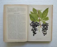 Revue horticole – Journal d’horticulture pratique, fondé en 1829 par les auteurs du Bon Jardinier. (6/12) — Revue horticole – 1889, 1829 — Botanique