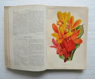 Revue horticole – Journal d’horticulture pratique, fondé en 1829 par les auteurs du Bon Jardinier. (6/12) — Revue horticole – 1885, 1829 — Botanique
