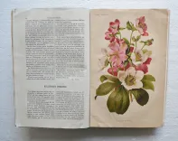 Revue horticole – Journal d’horticulture pratique, fondé en 1829 par les auteurs du Bon Jardinier. (6/11) — Revue horticole – 1883, 1829 — Botanique