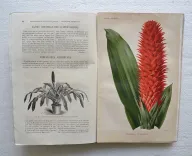 Revue horticole – Journal d’horticulture pratique, fondé en 1829 par les auteurs du Bon Jardinier. (7/12) — Revue horticole – 1881, 1829 — Botanique