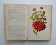 Revue horticole – Journal d’horticulture pratique, fondé en 1829 par les auteurs du Bon Jardinier. (7/12) — Revue horticole – 1889, 1829 — Botanique