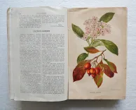 Revue horticole – Journal d’horticulture pratique, fondé en 1829 par les auteurs du Bon Jardinier. (7/11) — Revue horticole – 1883, 1829 — Botanique