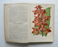 Revue horticole – Journal d’horticulture pratique, fondé en 1829 par les auteurs du Bon Jardinier. (8/12) — Revue horticole – 1885, 1829 — Botanique