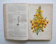 Revue horticole – Journal d’horticulture pratique, fondé en 1829 par les auteurs du Bon Jardinier. (8/12) — Revue horticole – 1886, 1829 — Botanique