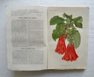 Revue horticole – Journal d’horticulture pratique, fondé en 1829 par les auteurs du Bon Jardinier. (8/12) — Revue horticole – 1881, 1829 — Botanique