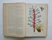 Revue horticole – Journal d’horticulture pratique, fondé en 1829 par les auteurs du Bon Jardinier. (8/12) — Revue horticole – 1889, 1829 — Botanique