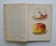 Revue horticole – Journal d’horticulture pratique, fondé en 1829 par les auteurs du Bon Jardinier. (9/12) — Revue horticole – 1889, 1829 — Botanique