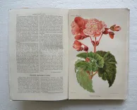 Revue horticole – Journal d’horticulture pratique, fondé en 1829 par les auteurs du Bon Jardinier. (9/12) — Revue horticole – 1881, 1829 — Botanique