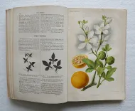 Revue horticole – Journal d’horticulture pratique, fondé en 1829 par les auteurs du Bon Jardinier. (9/12) — Revue horticole – 1885, 1829 — Botanique
