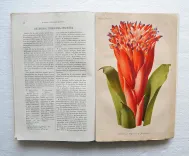 Revue horticole – Journal d’horticulture pratique, fondé en 1829 par les auteurs du Bon Jardinier. (9/11) — Revue horticole – 1883, 1829 — Botanique