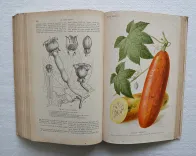 Revue horticole – Journal d’horticulture pratique, fondé en 1829 par les auteurs du Bon Jardinier. (10/12) — Revue horticole – 1890, 1829 — Botanique