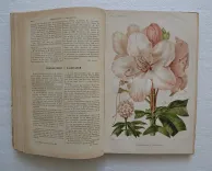 Revue horticole – Journal d’horticulture pratique, fondé en 1829 par les auteurs du Bon Jardinier. (10/12) — Revue horticole – 1896, 1829 — Botanique