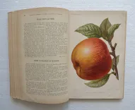 Revue horticole – Journal d’horticulture pratique, fondé en 1829 par les auteurs du Bon Jardinier. (10/12) — Revue horticole – 1895, 1829 — Botanique