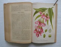Revue horticole – Journal d’horticulture pratique, fondé en 1829 par les auteurs du Bon Jardinier. (10/12) — Revue horticole – 1893, 1829 — Botanique
