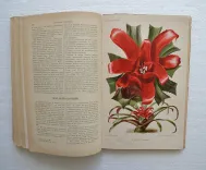 Revue horticole – Journal d’horticulture pratique, fondé en 1829 par les auteurs du Bon Jardinier. (11/12) — Revue horticole – 1895, 1829 — Botanique