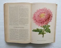 Revue horticole – Journal d’horticulture pratique, fondé en 1829 par les auteurs du Bon Jardinier. (11/12) — Revue horticole – 1890, 1829 — Botanique