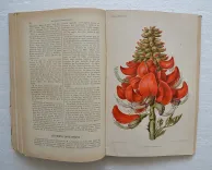 Revue horticole – Journal d’horticulture pratique, fondé en 1829 par les auteurs du Bon Jardinier. (11/12) — Revue horticole – 1896, 1829 — Botanique