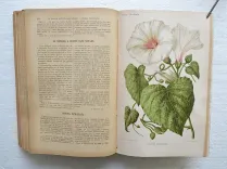 Revue horticole – Journal d’horticulture pratique, fondé en 1829 par les auteurs du Bon Jardinier. (11/12) — Revue horticole – 1893, 1829 — Botanique