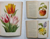 Revue horticole – Journal d’horticulture pratique, fondé en 1829 par les auteurs du Bon Jardinier. (12/12) — Revue horticole – 1890, 1829 — Botanique