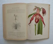 Revue horticole – Journal d’horticulture pratique, fondé en 1829 par les auteurs du Bon Jardinier. (12/12) — Revue horticole – 1895, 1829 — Botanique