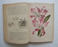 Revue horticole – Journal d’horticulture pratique, fondé en 1829 par les auteurs du Bon Jardinier. (12/12) — Revue horticole – 1896, 1829 — Botanique