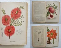 Revue horticole – Journal d’horticulture pratique, fondé en 1829 par les auteurs du Bon Jardinier. (1/12) — Revue horticole – 1895, 1829 — Botanique