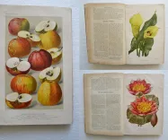 Revue horticole – Journal d’horticulture pratique, fondé en 1829 par les auteurs du Bon Jardinier. (1/12) — Revue horticole – 1896, 1829 — Botanique