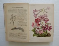 Revue horticole – Journal d’horticulture pratique, fondé en 1829 par les auteurs du Bon Jardinier. (4/12) — Revue horticole – 1896, 1829 — Botanique
