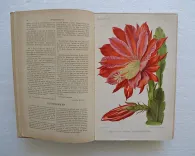 Revue horticole – Journal d’horticulture pratique, fondé en 1829 par les auteurs du Bon Jardinier. (4/12) — Revue horticole – 1895, 1829 — Botanique