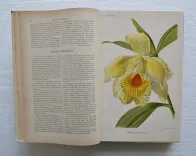 Revue horticole – Journal d’horticulture pratique, fondé en 1829 par les auteurs du Bon Jardinier. (4/12) — Revue horticole – 1890, 1829 — Botanique
