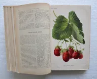 Revue horticole – Journal d’horticulture pratique, fondé en 1829 par les auteurs du Bon Jardinier. (5/12) — Revue horticole – 1890, 1829 — Botanique