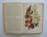 Revue horticole – Journal d’horticulture pratique, fondé en 1829 par les auteurs du Bon Jardinier. (5/12) — Revue horticole – 1895, 1829 — Botanique