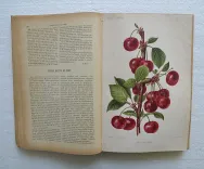Revue horticole – Journal d’horticulture pratique, fondé en 1829 par les auteurs du Bon Jardinier. (6/12) — Revue horticole – 1893, 1829 — Botanique