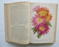 Revue horticole – Journal d’horticulture pratique, fondé en 1829 par les auteurs du Bon Jardinier. (6/12) — Revue horticole – 1890, 1829 — Botanique