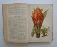 Revue horticole – Journal d’horticulture pratique, fondé en 1829 par les auteurs du Bon Jardinier. (7/12) — Revue horticole – 1896, 1829 — Botanique