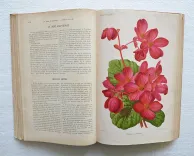 Revue horticole – Journal d’horticulture pratique, fondé en 1829 par les auteurs du Bon Jardinier. (7/12) — Revue horticole – 1890, 1829 — Botanique