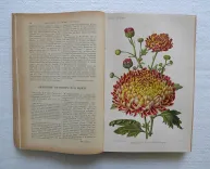 Revue horticole – Journal d’horticulture pratique, fondé en 1829 par les auteurs du Bon Jardinier. (7/12) — Revue horticole – 1893, 1829 — Botanique