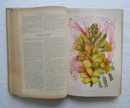 Revue horticole – Journal d’horticulture pratique, fondé en 1829 par les auteurs du Bon Jardinier. (8/12) — Revue horticole – 1893, 1829 — Botanique