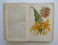 Revue horticole – Journal d’horticulture pratique, fondé en 1829 par les auteurs du Bon Jardinier. (8/12) — Revue horticole – 1896, 1829 — Botanique