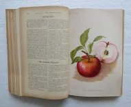 Revue horticole – Journal d’horticulture pratique, fondé en 1829 par les auteurs du Bon Jardinier. (9/12) — Revue horticole – 1893, 1829 — Botanique