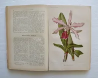 Revue horticole – Journal d’horticulture pratique, fondé en 1829 par les auteurs du Bon Jardinier. (9/12) — Revue horticole – 1896, 1829 — Botanique