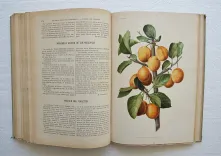 Revue horticole – Journal d’horticulture pratique, fondé en 1829 par les auteurs du Bon Jardinier. (10/12) — Revue horticole – 1901, 1829 — Botanique