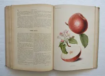 Revue horticole – Journal d’horticulture pratique, fondé en 1829 par les auteurs du Bon Jardinier. (11/12) — Revue horticole – 1901, 1829 — Botanique