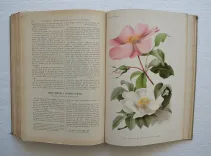 Revue horticole – Journal d’horticulture pratique, fondé en 1829 par les auteurs du Bon Jardinier. (12/12) — Revue horticole – 1901, 1829 — Botanique