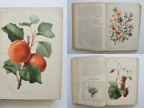 Revue horticole – Journal d’horticulture pratique, fondé en 1829 par les auteurs du Bon Jardinier. (1/12) — Revue horticole – 1901, 1829 — Botanique