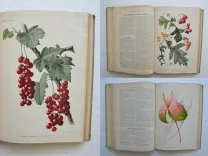Revue horticole – Journal d’horticulture pratique, fondé en 1829 par les auteurs du Bon Jardinier. (2/12) — Revue horticole – 1901, 1829 — Botanique