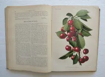 Revue horticole – Journal d’horticulture pratique, fondé en 1829 par les auteurs du Bon Jardinier. (5/12) — Revue horticole – 1901, 1829 — Botanique